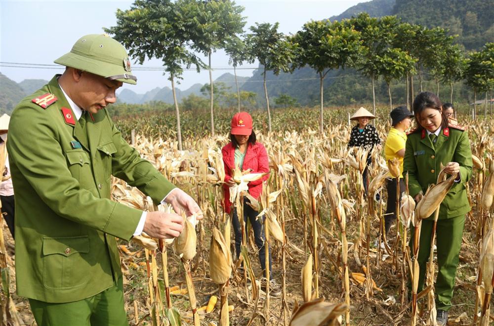 Thượng tá Vũ Mạnh Hùng, Trưởng Công an huyện Bắc Sơn cùng cán bộ, chiến sỹ giúp nhân dân thôn An Ninh thu hoạch nông sản.