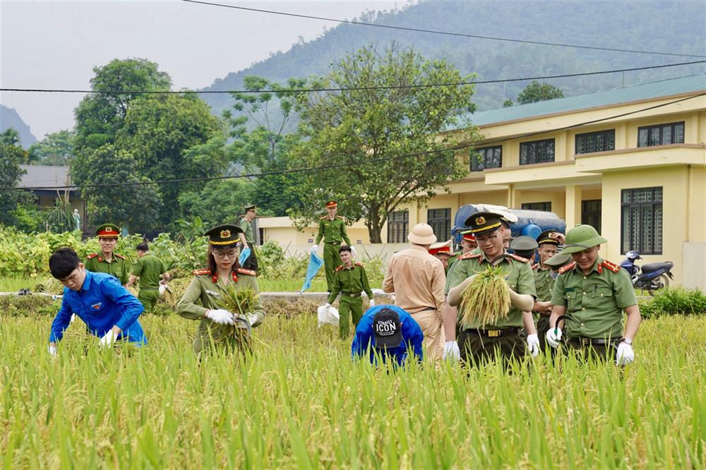 Đoàn viên, thanh niên Công an tỉnh Hòa Bình gặt lúa tại buổi ra quân tình nguyện hè.