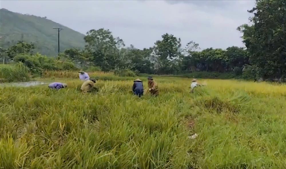 Công an xã Đạo Trù, huyện Tam Đảo đã khẩn trương hỗ trợ người dân gặt lúa trước khi cơn bão đổ bộ vào đất liền.