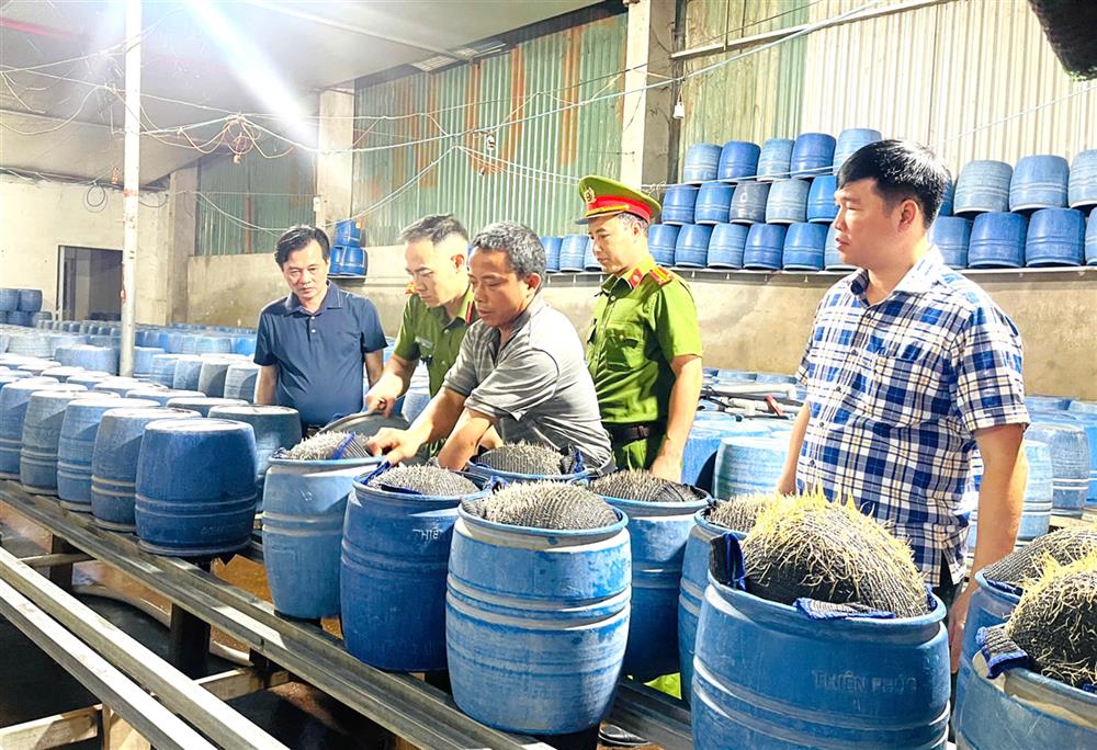 Đại tá Trần Quốc Huy, Phó Giám đốc Công an tỉnh trực tiếp chỉ đạo vụ đột kích các cơ sở làm giá đỗ.