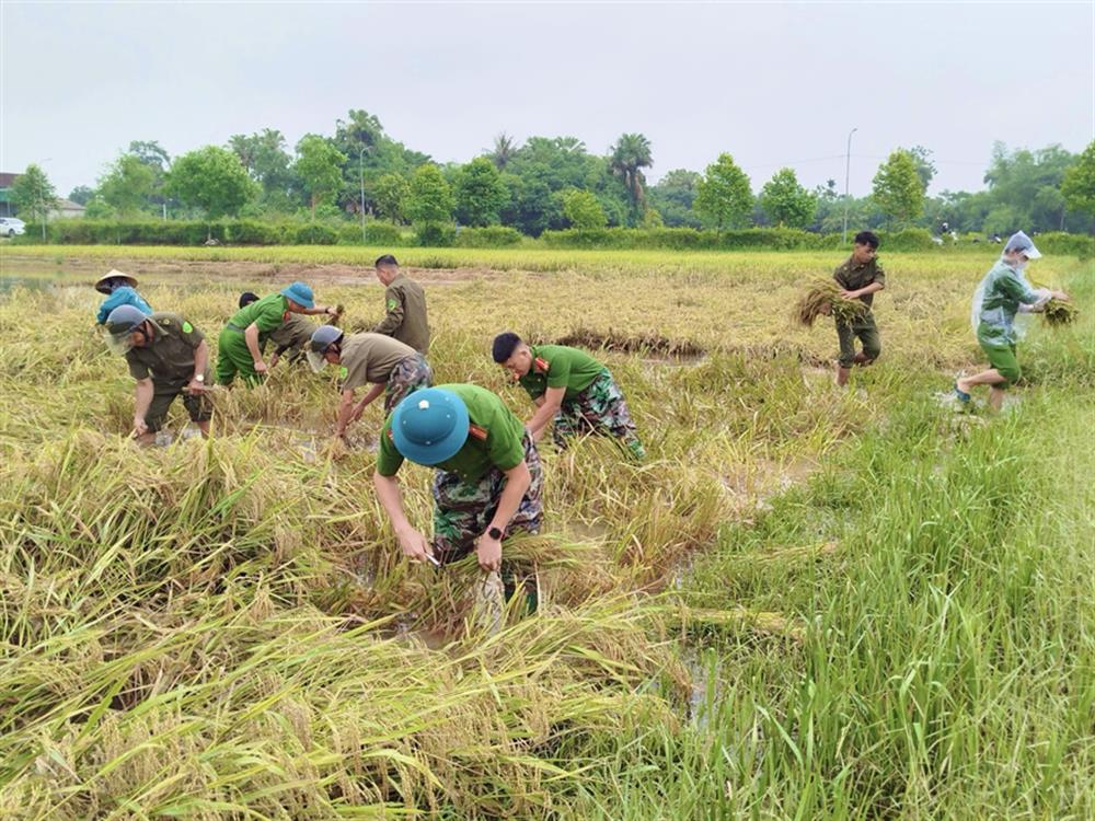 Lực lượng Công an hỗ trợ người dân gặt lúa trên các cánh đồng sau khi nước rút.