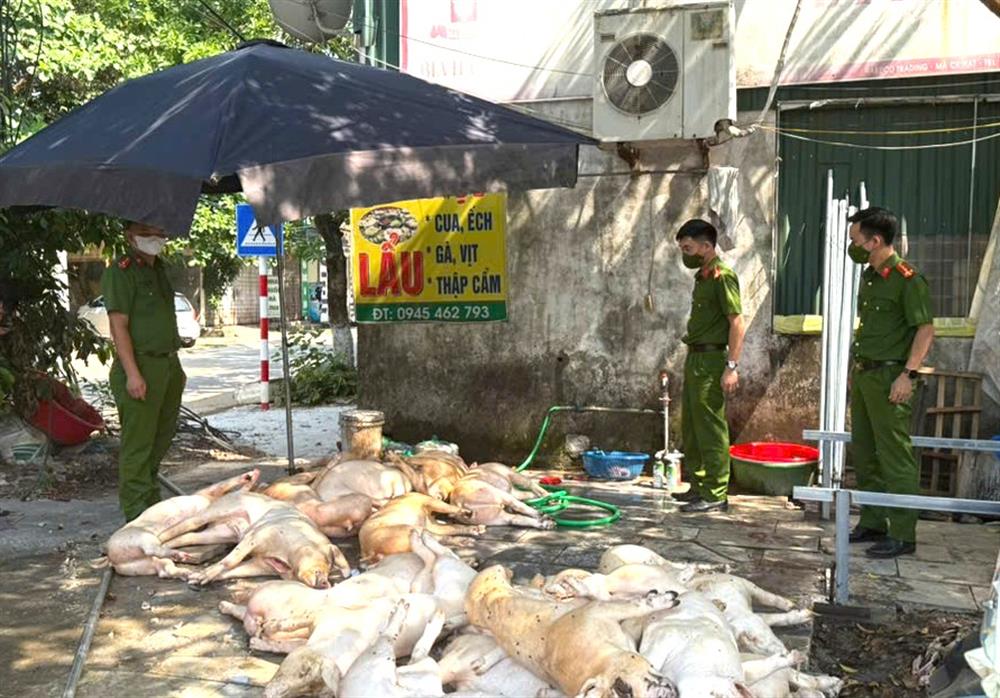 Số cá thể lợn không đảm bảo vệ sinh thú y đang được sơ chế chuẩn bị quay, nướng làm thực phẩm.