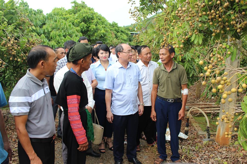 Các đại biểu thăm quan mô hình HTX Nhãn chín muộn tại thôn Nà Sản, xã Chiềng Mung