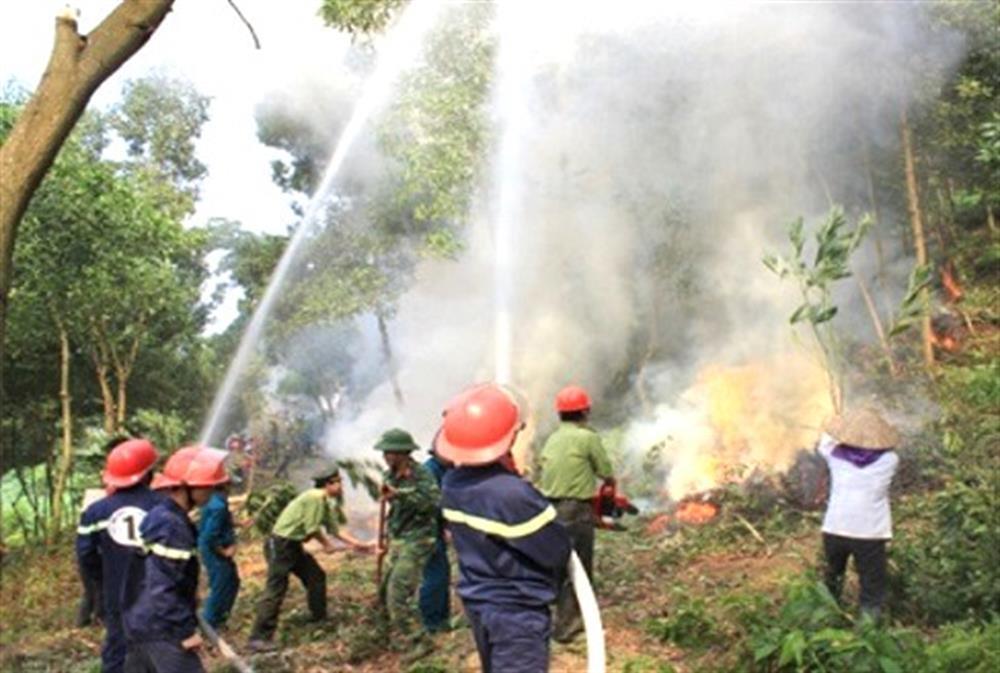 Tăng cường các biện pháp cấp bách phòng cháy, chữa cháy rừng.