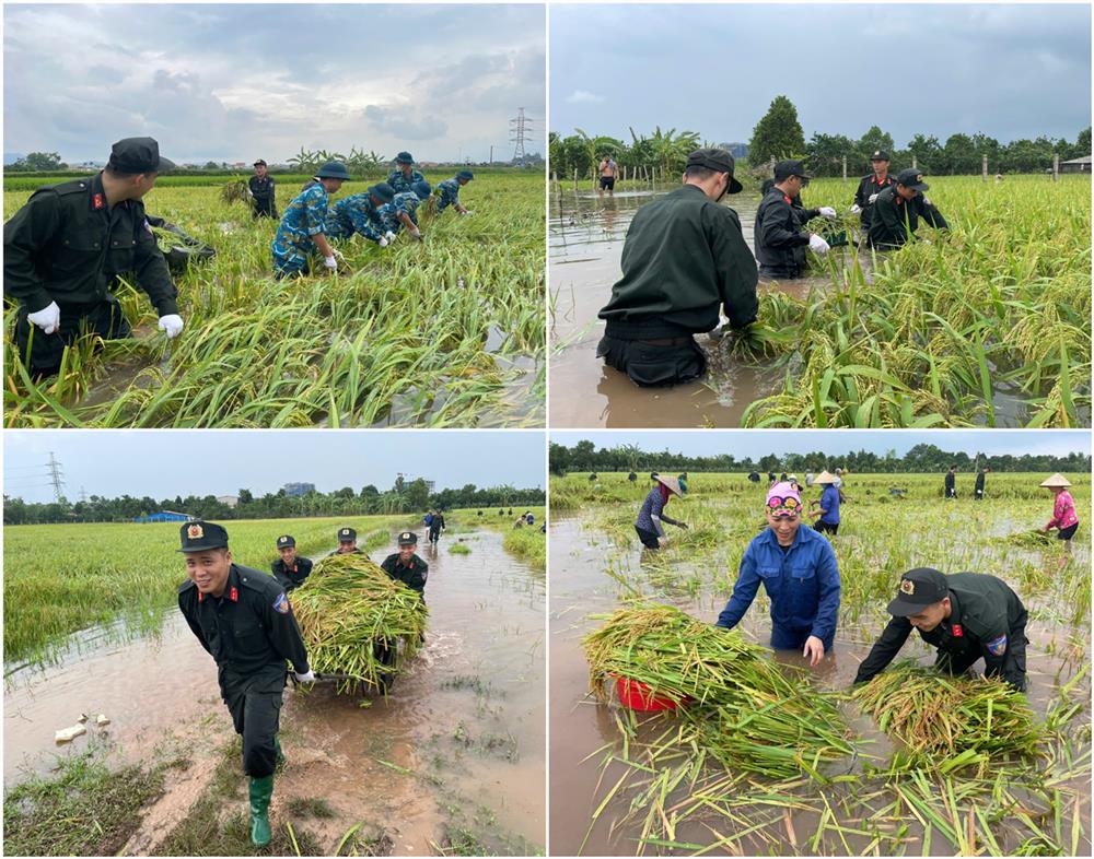 Trung tâm Huấn luyện và sử dụng động vật nghiệp vụ - Bộ Tư lệnh CSCĐ phối hợp với Tiểu Đoàn tên lửa (D61) - Bộ Quốc Phòng và chính quyền địa phương xã Thanh Xuân, huyện Sóc Sơn, Tp. Hà Nội ra sức, giúp đỡ bà con nhân dân trên địa bàn thu hoạch vụ mùa do ảnh hưởng của cơn bão. Số lượng: 100 lượt CBCS, 4 xe trung đội, phối hợp giúp đỡ đc 3 mẫu