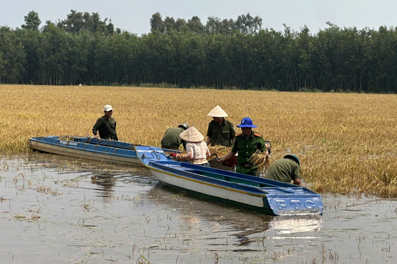 lúa được Cán bộ Công an xã cùng lực lượng thu hoạch nhanh chóng với tinh thần cao nhất.jpg