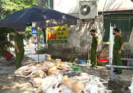 Công an tỉnh Vĩnh Phúc phát hiện, bắt giữ hơn 01 tấn thịt lợn không có nguồn gốc xuất xứ, không đảm bảo vệ sinh thú y