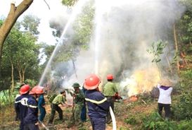 Tăng cường các biện pháp cấp bách phòng cháy, chữa cháy rừng
