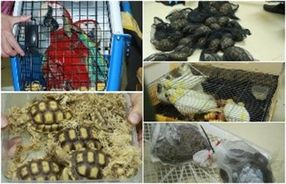 Nghệ An: Nhiều kết quả nổi bật trong những ngày đầu ra quân tấn công trấn áp tội phạm