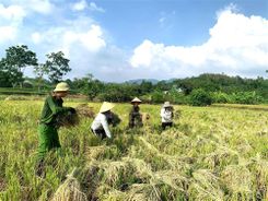 Tuyên Quang: Công an xã giúp người dân thu hoạch lúa tránh thiên tai