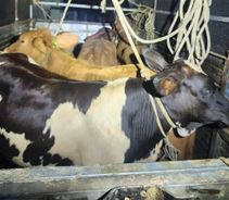 Ngăn chặn buôn lậu, vận chuyển trái phép động vật qua biên giới