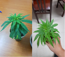 Phòng ngừa, ngăn chặn sự xâm nhập của các loại ma túy, chất gây nghiện mới đối với thanh thiếu niên