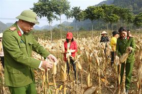 Tích cực triển khai Chương trình tình nguyện “Ngày cuối tuần cùng dân”
