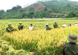 Lào Cai: Công an xã giúp đỡ bà con nông dân thu hoạch lúa