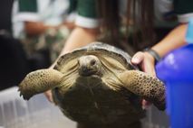 116 cá thể rùa trong vụ án buôn bán động vật hoang dã xuyên quốc gia vừa được trả về Tanzania