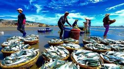 Quy định về xử phạt vi phạm hành chính trong lĩnh vực thủy sản