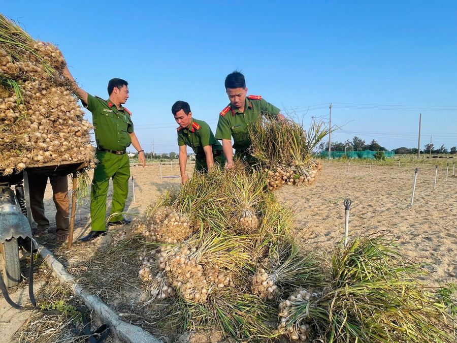 Quảng Ngãi: Công an đặc khu Lý Sơn hỗ trợ nhân dân thu hoạch tỏi và gieo trồng vụ mới