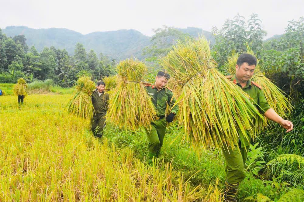 Lan tỏa phong trào “Ba nhất” từ những mùa vàng – Khi người chiến sĩ Công an cùng Nhân dân xuống đồng