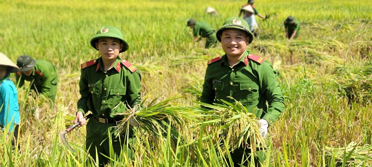 Chủ nhật xanh - Ấm tình quân dân trên cánh đồng Phan Lìn