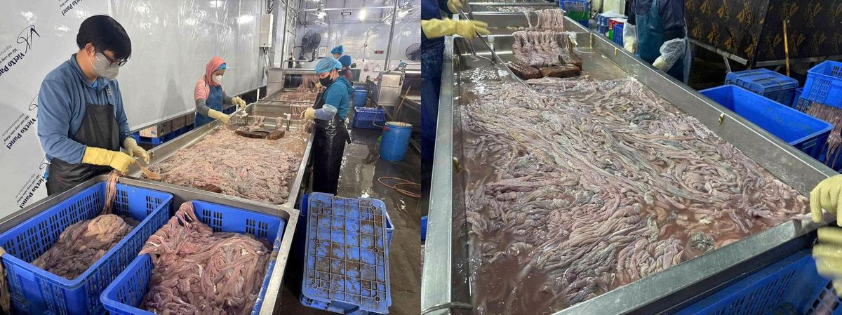 Phát hiện cơ sở trữ, chế biến hàng chục tấn lòng lợn không rõ nguồn gốc