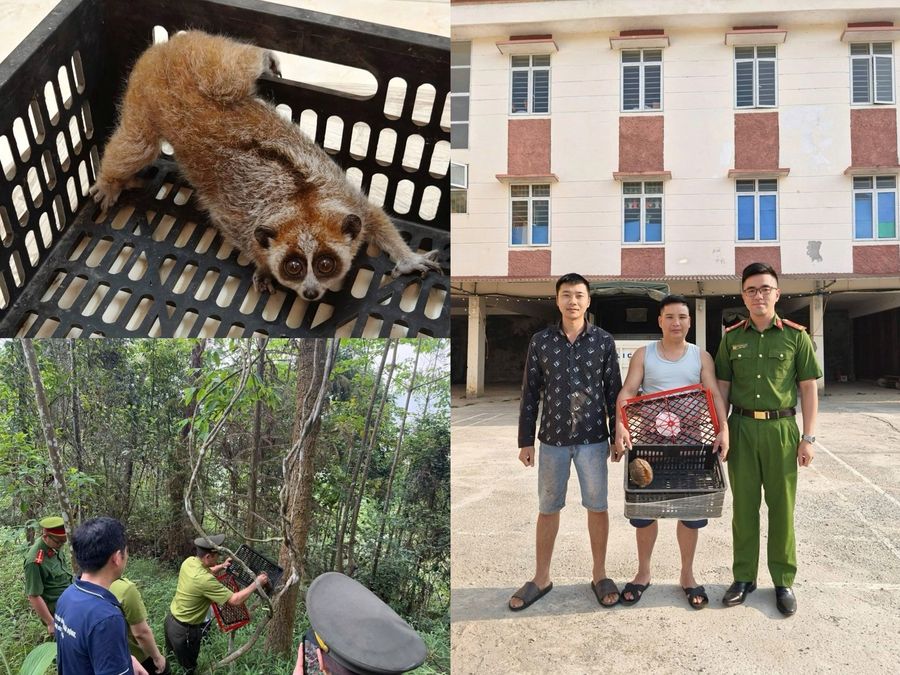 Tuyên Quang: Thả nhiều động vật hoang dã về môi trường tự nhiên