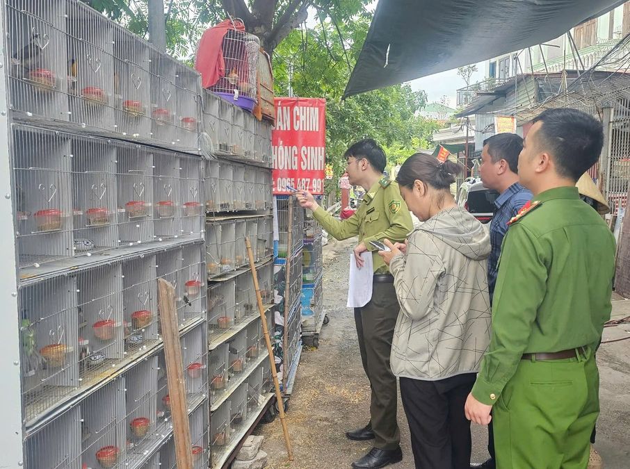 Hải Phòng: Phát hiện 03 trường hợp vi phạm mua, bán, nuôi nhốt gần 1.000 cá thể chim hoang dã