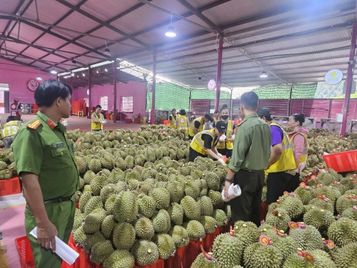 Tăng cường quản lý hoạt động sản xuất, thu mua và xuất khẩu sầu riêng trên địa bàn tỉnh Lâm Đồng
