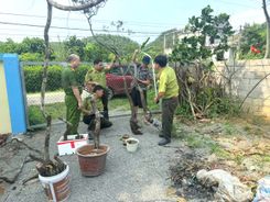 Ninh Bình: Cảnh báo nguy cơ vi phạm pháp luật trong hành vi khai thác, kinh doanh cây “Muội hồng” trái phép