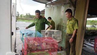 Tây Ninh: Phát hiện cơ sở kinh doanh nuôi nhốt số lượng lớn chim không rõ nguồn gốc