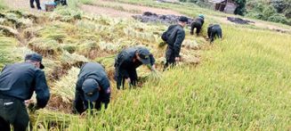 Tuổi trẻ Cảnh sát cơ động Lai Châu giúp dân thu hoạch lúa trong mùa mưa lũ