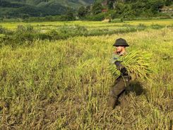 TP Huế: Công an xã miền núi A Lưới 1 giúp dân thu hoạch lúa, lan tỏa nghĩa tình trong mùa vụ
