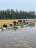 Hỗ trợ người dân cứu lúa bị ngập