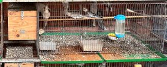Phòng, chống tội phạm buôn bán trái phép động vật hoang dã