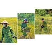 Công an xã Thanh Phong, tỉnh Thanh Hóa giúp dân gặt lúa - Lan tỏa tinh thần “Ba nhất”