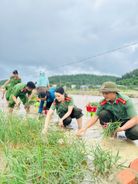 Công an tỉnh Quảng Ngãi giúp người dân thu hoạch hành tím