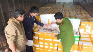 Công an Thanh Hoá: Phát hiện, thu giữ hơn 10 tấn cá khoai sử dụng chất cấm (Formol) để bảo quản