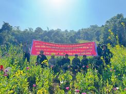 Phá nhổ hơn 12.000 m² cây thuốc phiện tại khu vực giáp biên Điện Biên - Luông Pha Băng