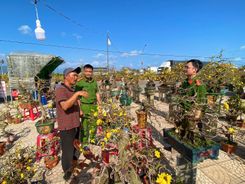 Chủ động giữ bình yên “thủ phủ” mai vàng miền Trung