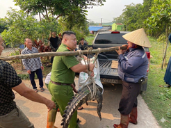 Quảng Ninh: Công an xã Đường Hoa phối hợp bắt giữ cá thể cá sấu nước ngọt nguy hiểm