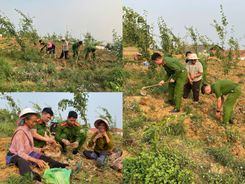 Lực lượng Công an cơ sở Tuyên Quang giúp nhân dân thu hoạch nông sản