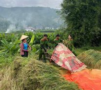 Sơn La: Hỗ trợ các hộ gia đình có hoàn cảnh khó khăn trên địa bàn thu hoạch lúa
