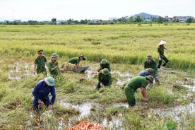 Cán bộ, chiến sĩ Công an tỉnh Hà Tĩnh chung tay giúp Nhân dân thu hoạch lúa sau mưa bão