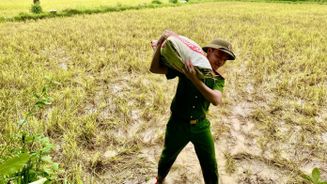 Quảng Trị: Công an xã Bến Quan giúp dân thu hoạch lúa sau mưa lớn