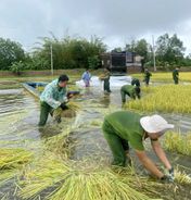 Công an xã Vĩnh Điều, tỉnh An Giang hỗ trợ người dân thu hoạch hơn 04 ha lúa bị ngập