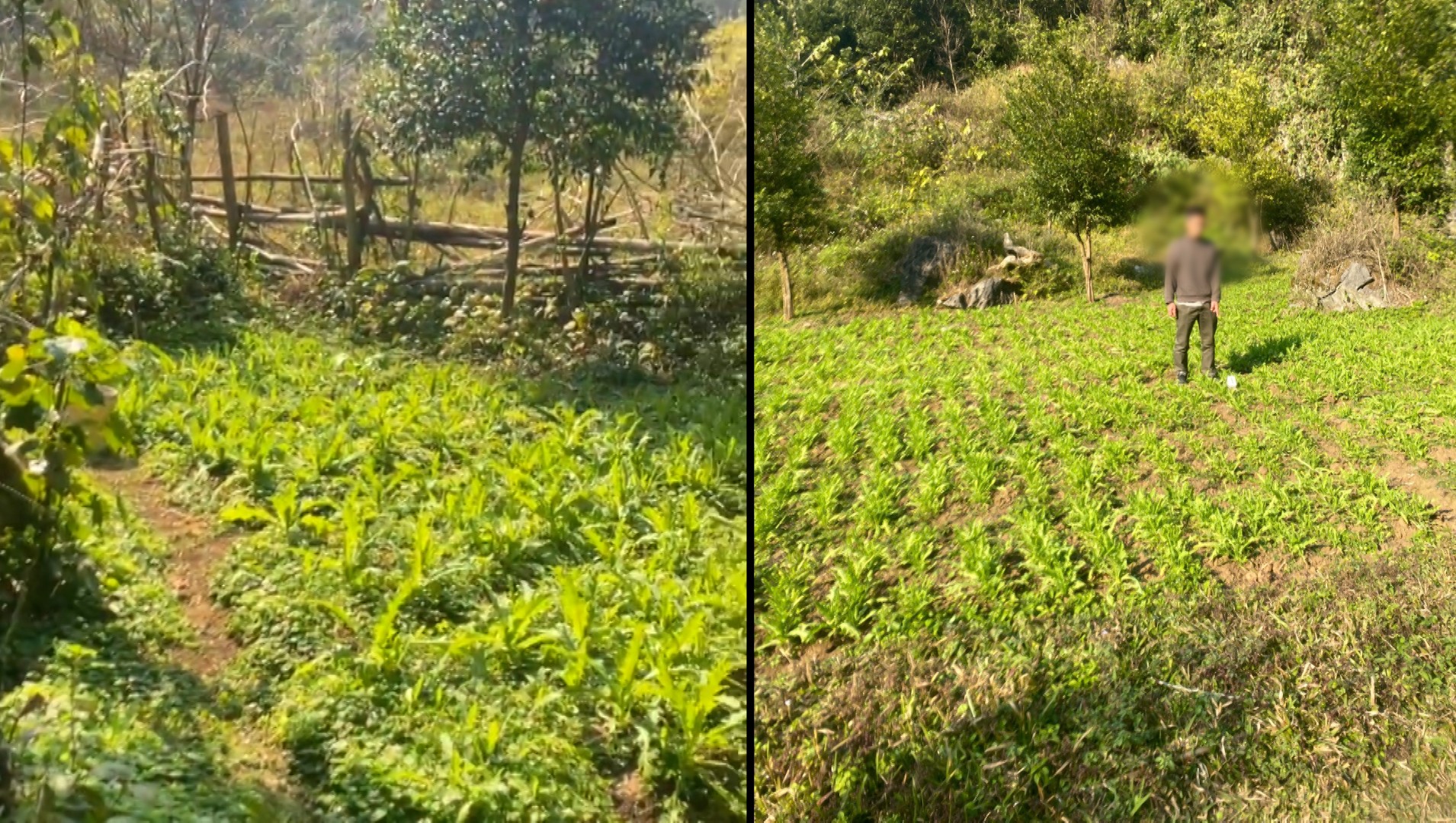 Ảnh 5. Lực lượng Công an phát hiện số lượng lớn cây thuốc được trồng tại khu vực hẻo lánh tại Lân khấu cắm, thôn Hữu Vĩnh, xã Bắc Sơn.jpg