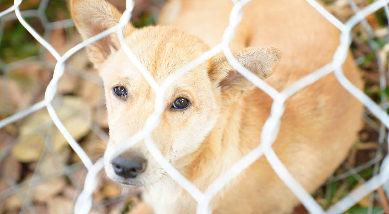 nhung chu cho may man.jpg