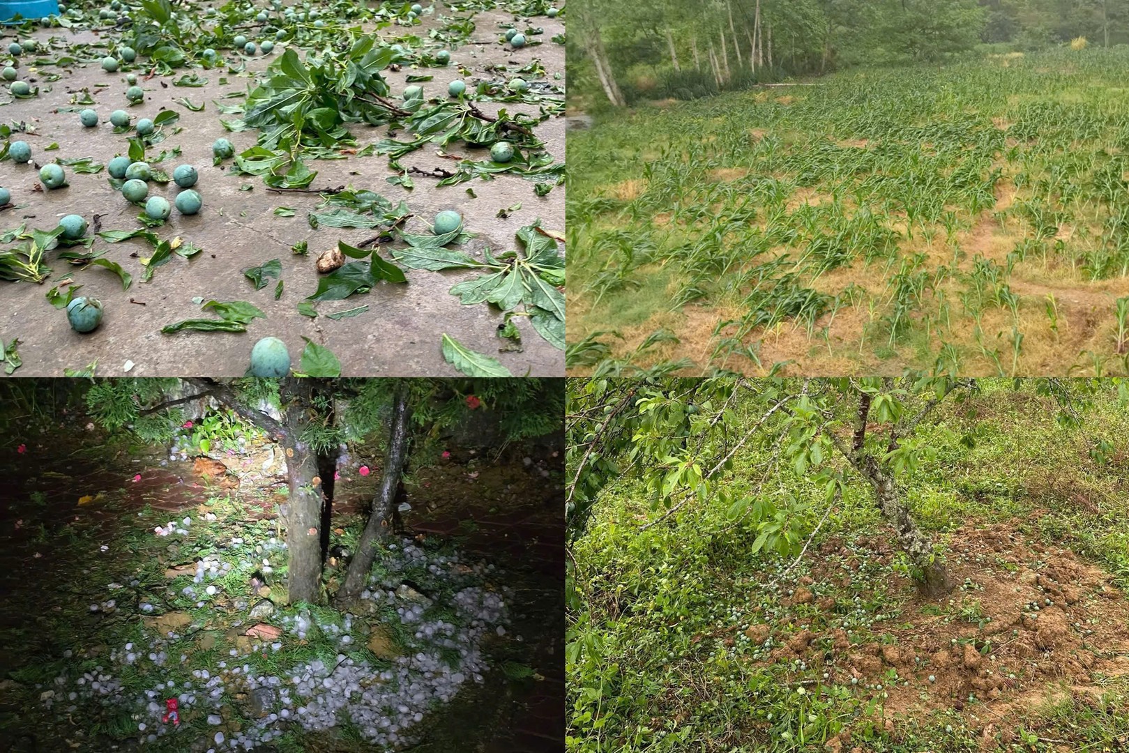 Mưa đá làm thiệt hại hoa màu và nhiều vườn mận tại xã Bắc Hà và Mường Khương.jpg