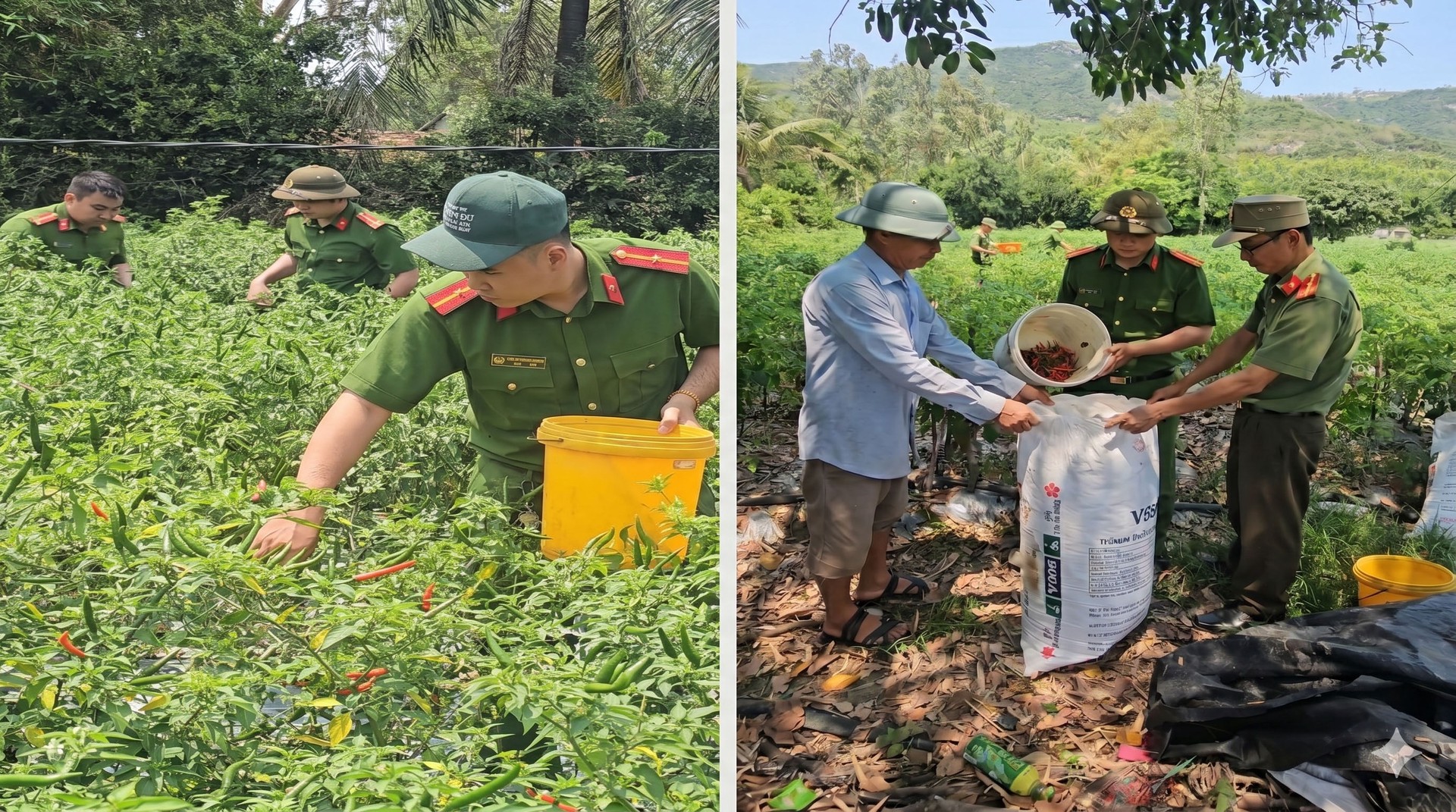 CBCS Công an xã Phù Mỹ Đông giúp gia đình ông Nguyễn Văn Ngoan (72 tuổi, ở thôn Thuận Đạo) thu hoạch 2 sào ớt.jpg