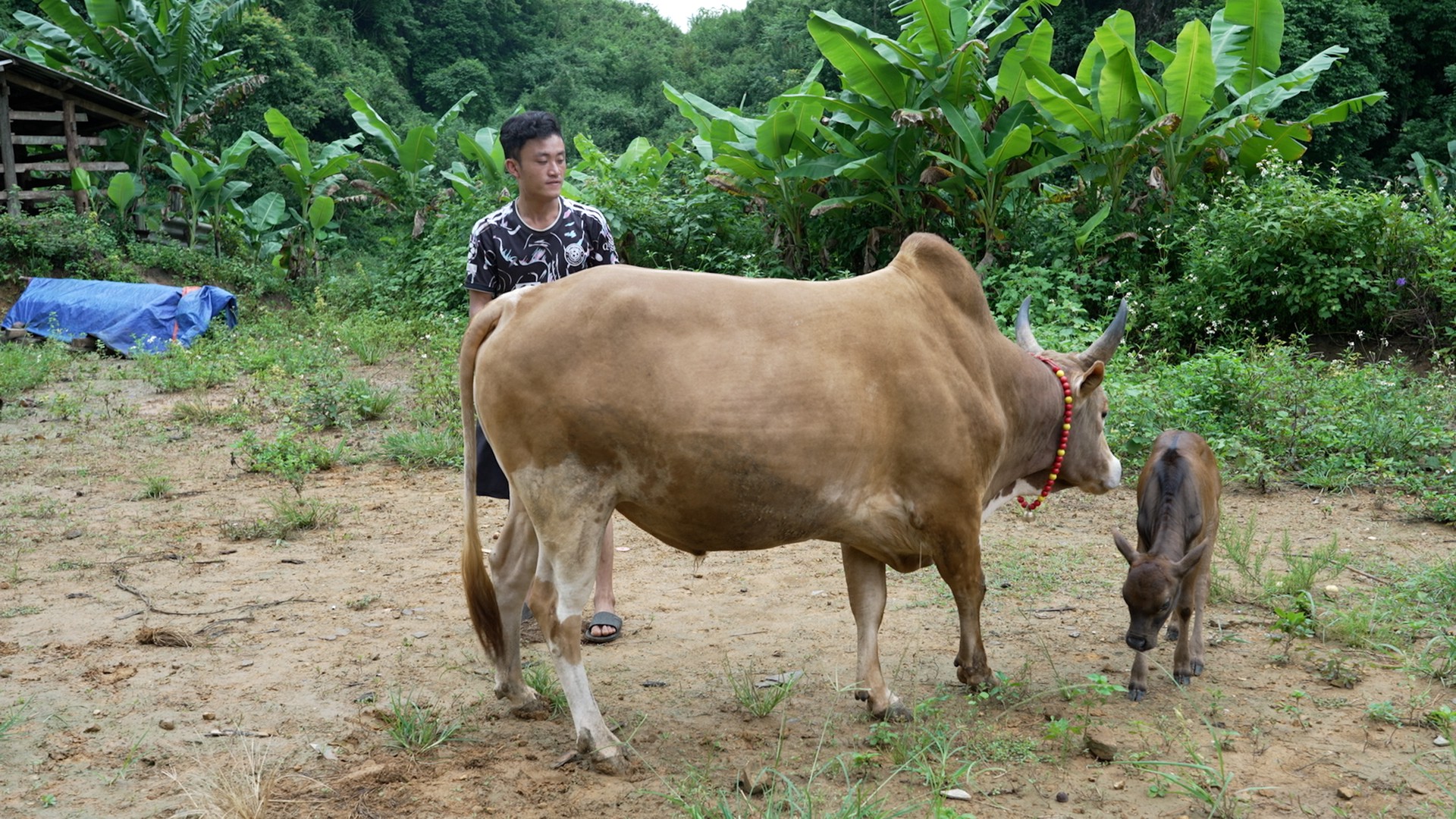 ptv BAI BAO DAM antt 30.00_12_23_20.Still005.jpg