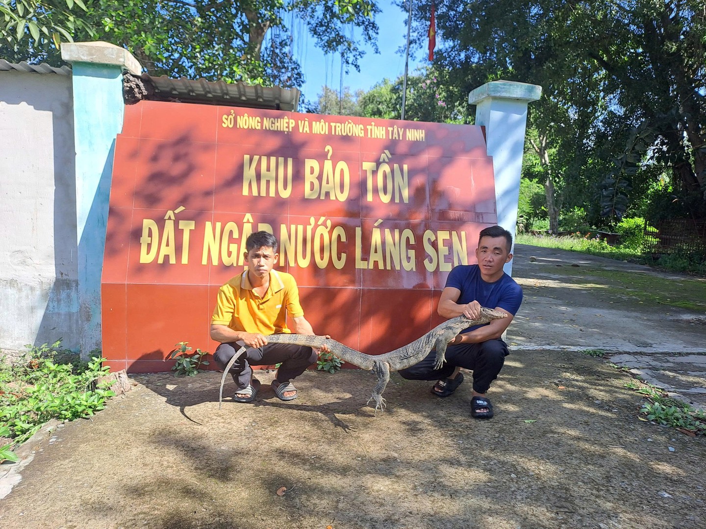 Cá thể Kỳ đà hoa được bàn giao cho Khu bảo tồn Đất ngập nước Láng Sen.jpg